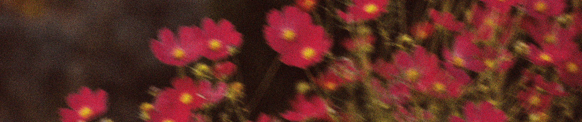 fleurs